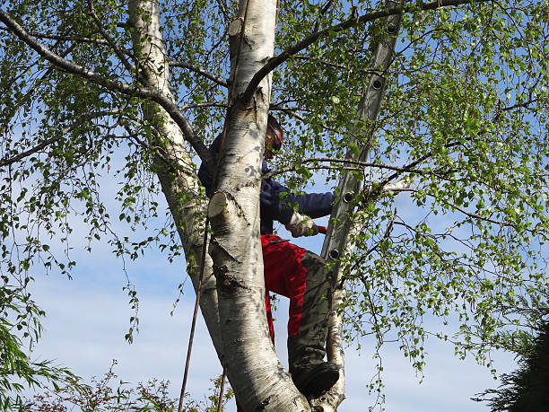 How Our Tree Care Process Works  in  Elkland, PA